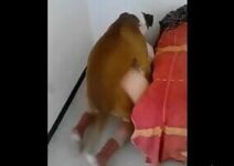Cão comendo mulher fodendo cu da puta