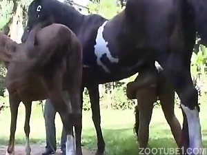 Mulher mete com cavalo e deixa gozar dentro