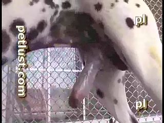 Zoofolia brasil cachorro dalmata fodendo gay